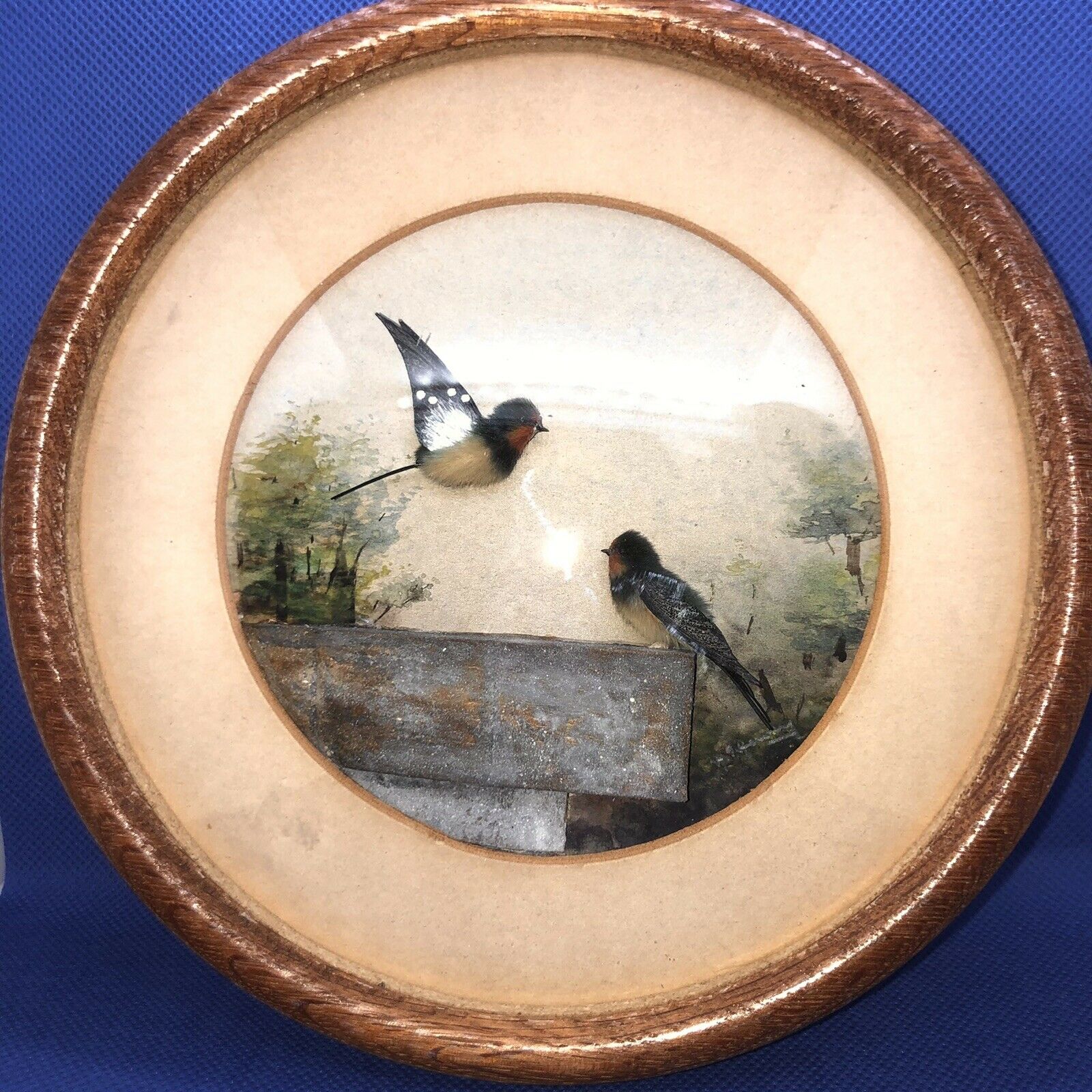Swallows (Version 2) (5-inch)